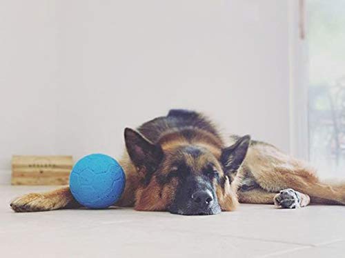 Jolly Pets Medium Soccer Ball Floating-Bouncing Dog Toy, 6 inch Diameter, Apple Green (SB06 GR)