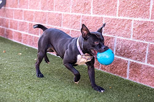 Jolly Pets Medium Soccer Ball Floating-Bouncing Dog Toy, 6 inch Diameter, Apple Green (SB06 GR)
