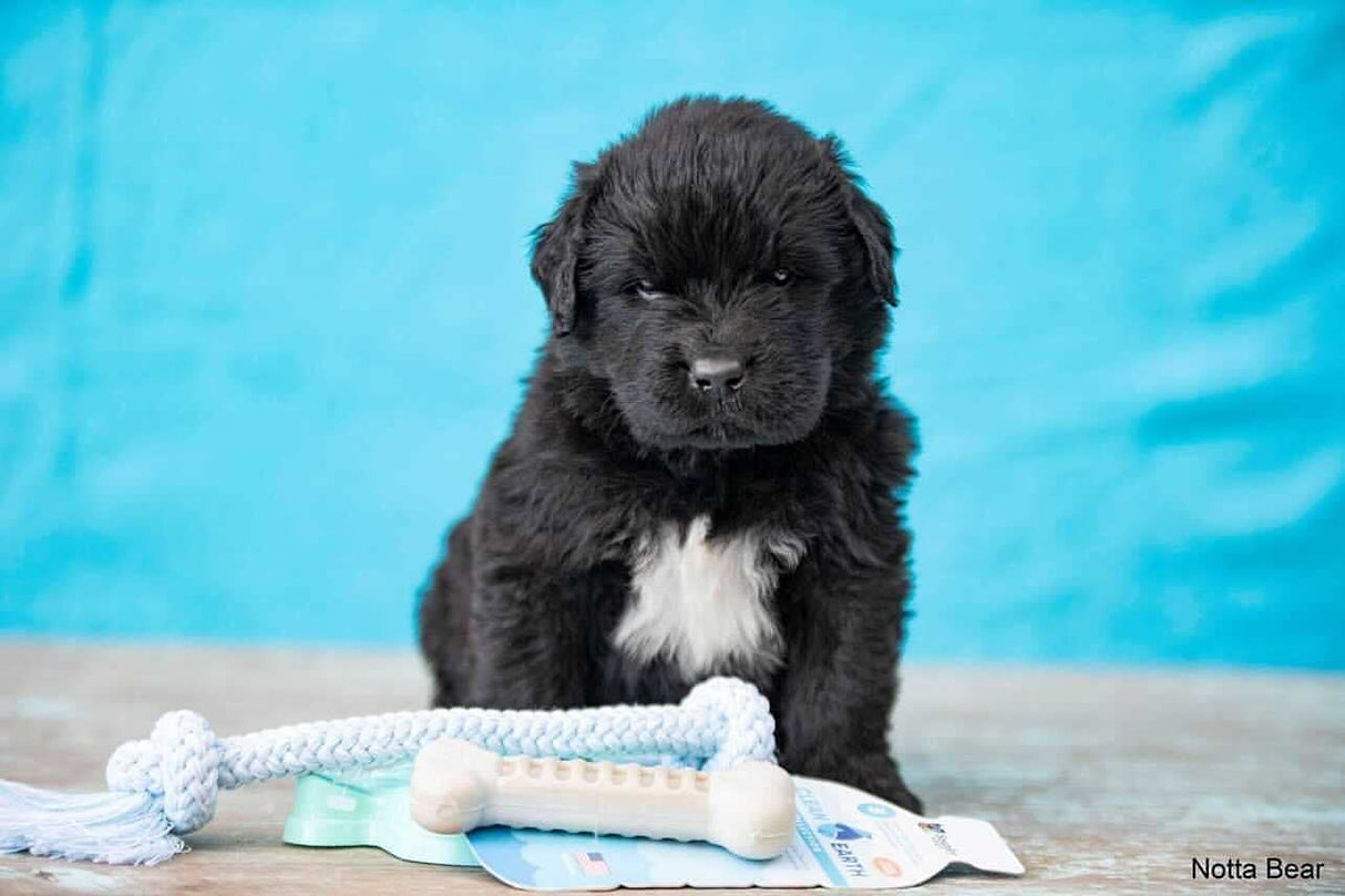 Spunky Pup Clean Earth Recycled Rope Dog Toy | Made in USA | Made from 100% Recycled Water Bottles, Small, Blue, (7121)