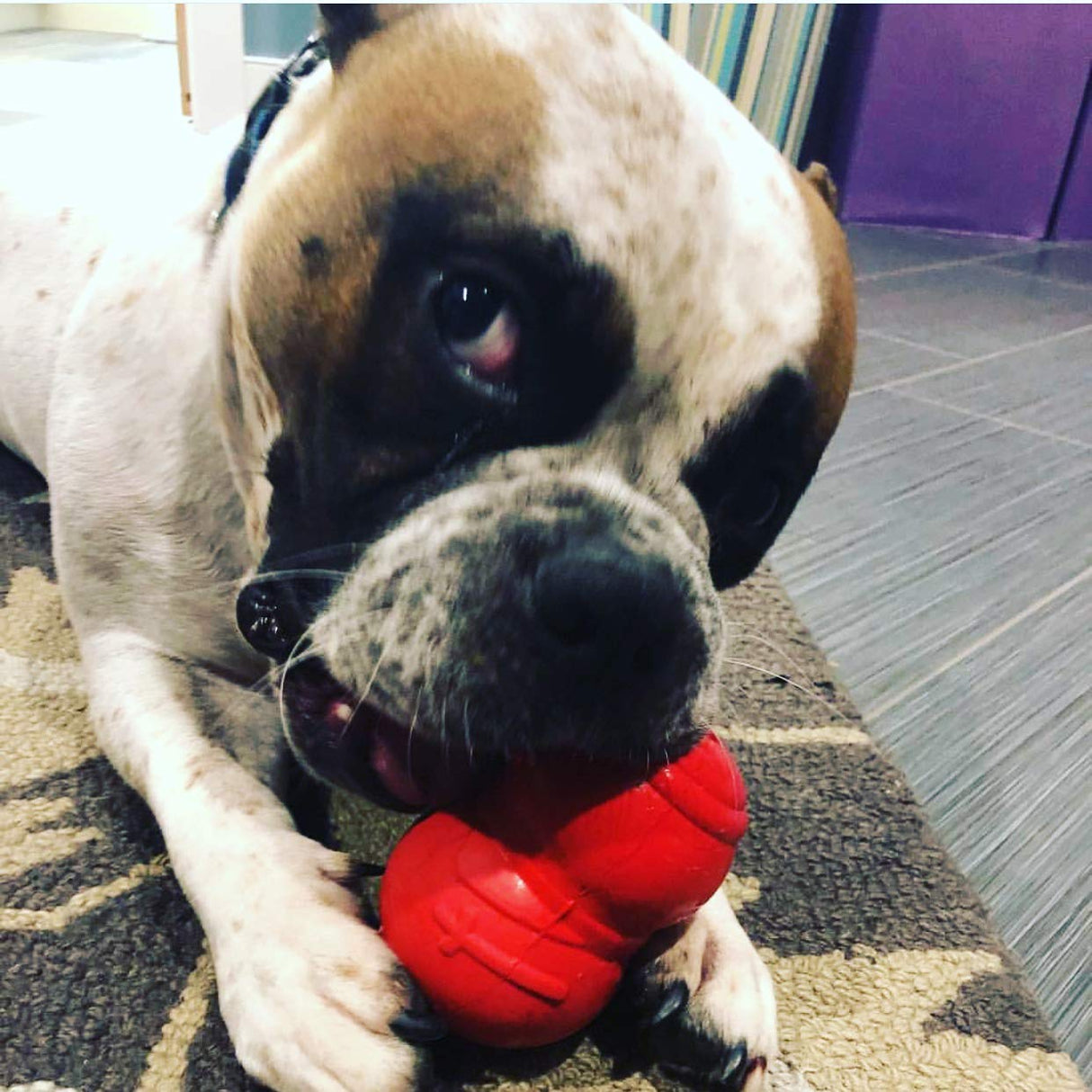 SodaPup Honey Pot – Durable Dog Treat Dispenser & Enrichment Toy Made in USA from Non-Toxic, Pet Safe, Food Safe Natural Rubber Material for Mental Stimulation, Problem Chewing, Calming Nerves, & More