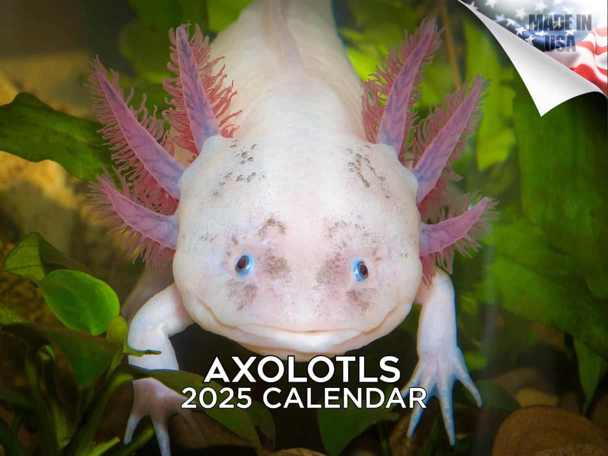 Trump Calendar 2025 Donald Trump Gifts 45 47 President Monthly Wall Calender 12 Month - MAGA - Made In The USA