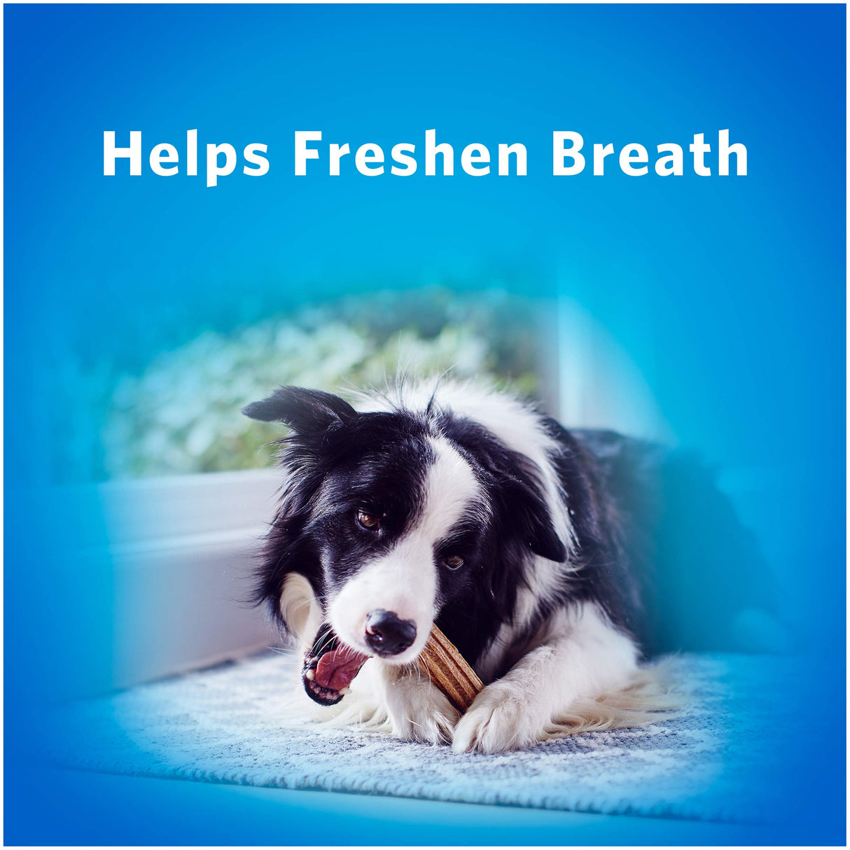 Purina Dentalife Daily Oral Care Chicken Flavor Small/Medium Breed Dog Dental Chews – 28.5 oz pouch (40ct)