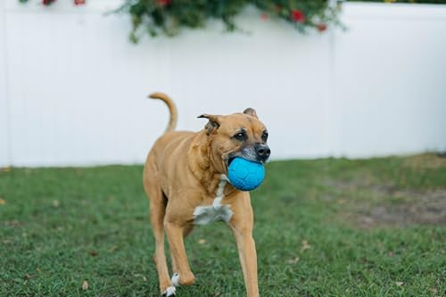 Jolly Pets Mini Jolly Soccer Ball; Floating-Bouncing Dog Toy; 3" Ocean Blue