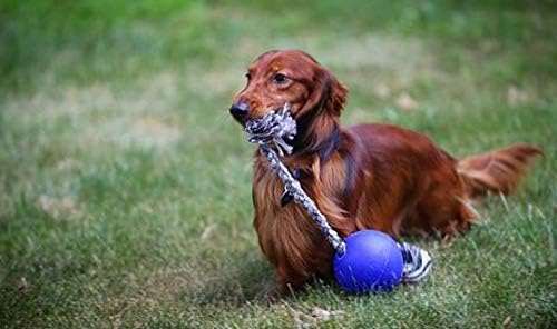 Jolly Pets Romp-n-Roll Rope and Ball Dog Toy, 8 Inches/Large, Orange