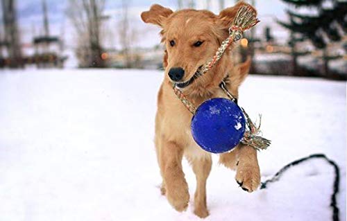 Jolly Pets Romp-n-Roll Rope and Ball Dog Toy, 8 Inches/Large, Orange