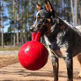 Jolly Pets Tug-n-Toss Heavy Duty Dog Toy Ball with Handle, 8 Inches/Large, Blueberry