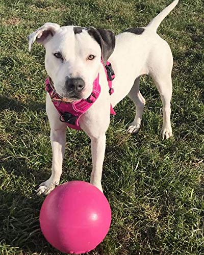 Jolly Pets Bounce-n-Play Dog Toy Ball, 6 Inches, Pink, 6 Inches/Medium (2506 PK)