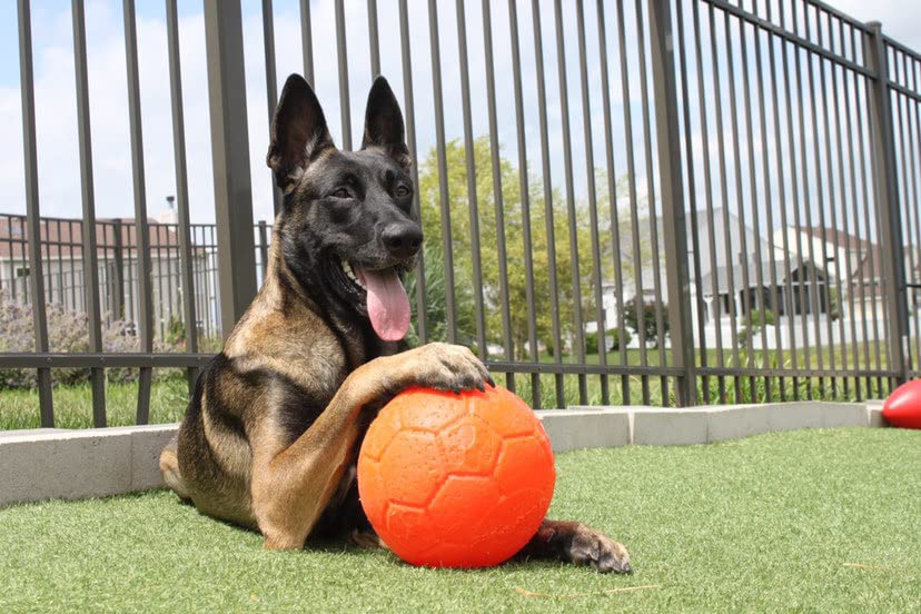 Jolly Pets Medium Soccer Ball Floating-Bouncing Dog Toy, 6 inch Diameter, Apple Green (SB06 GR)