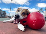 Jolly Pets Tug-n-Toss Heavy Duty Dog Toy Ball with Handle, 8 Inches/Large, Blueberry