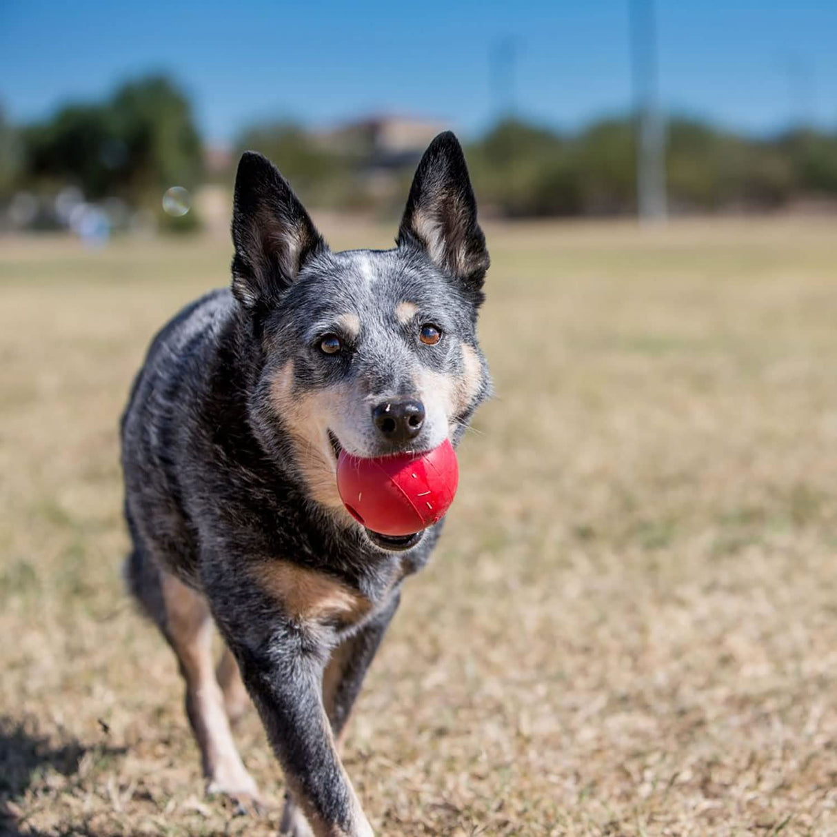 KONG Ball with Hole - Dog Fetch Toy - Durable Dog Ball Toy for Training, Interactive Playtime & More - Natural KONG Classic Rubber Ball for Dogs - Red, For Large/Medium Dogs