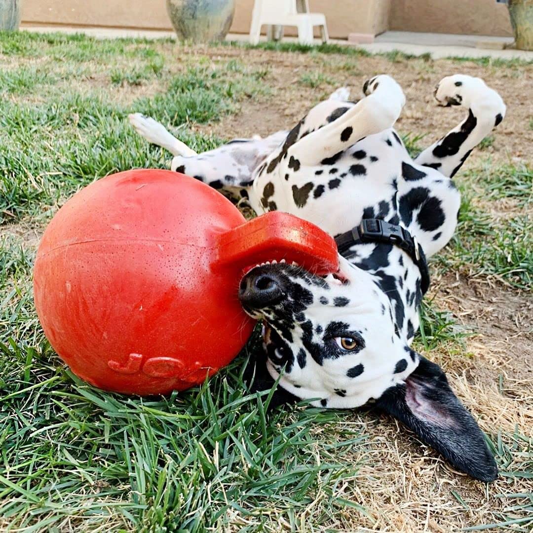 Jolly Pets Tug-n-Toss Heavy Duty Dog Toy Ball with Handle, 8 Inches/Large, Blueberry