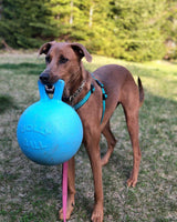 Jolly Pets Tug-n-Toss Heavy Duty Dog Toy Ball with Handle, 8 Inches/Large, Blueberry