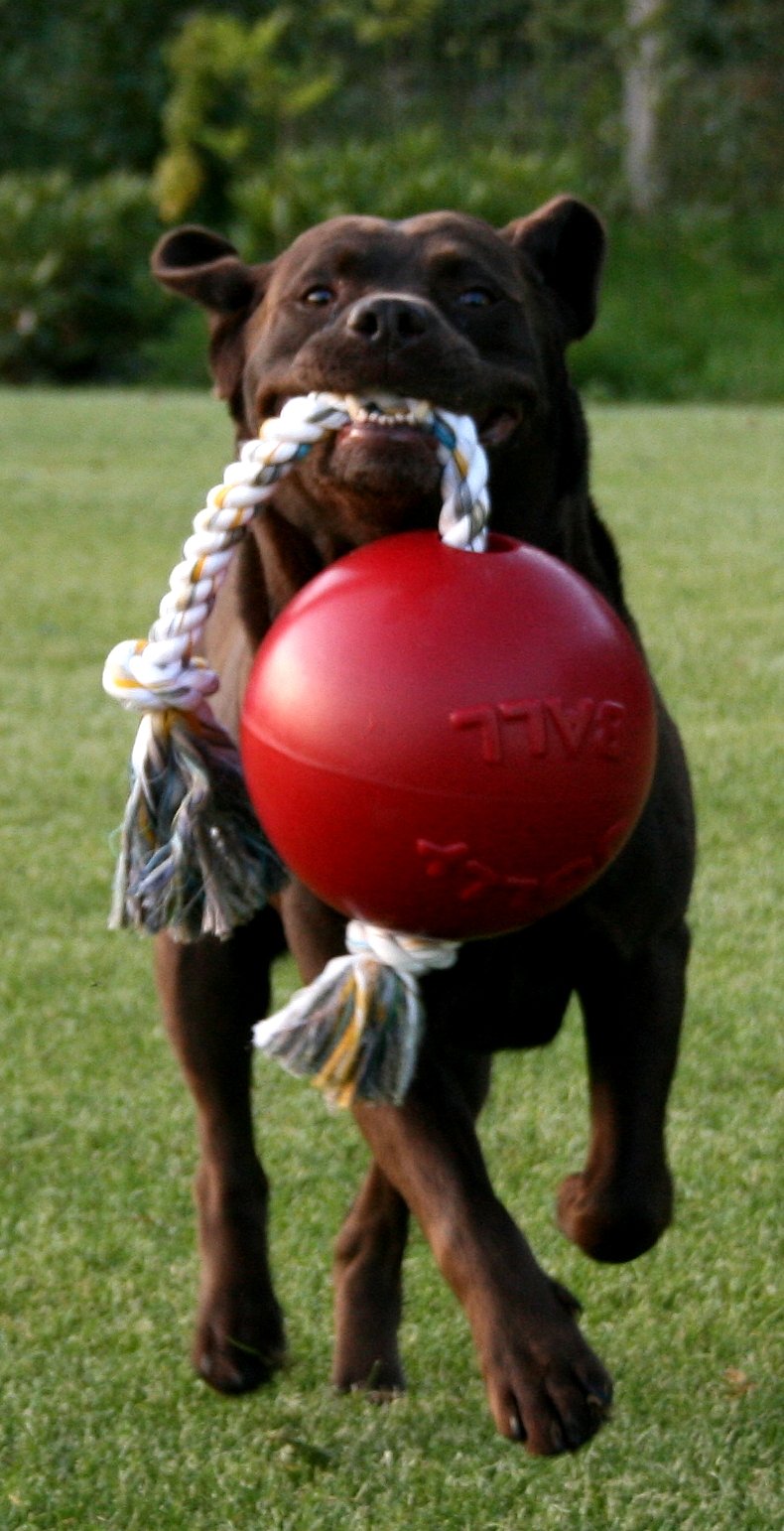 Jolly Pets Romp-n-Roll Rope and Ball Dog Toy, 8 Inches/Large, Orange