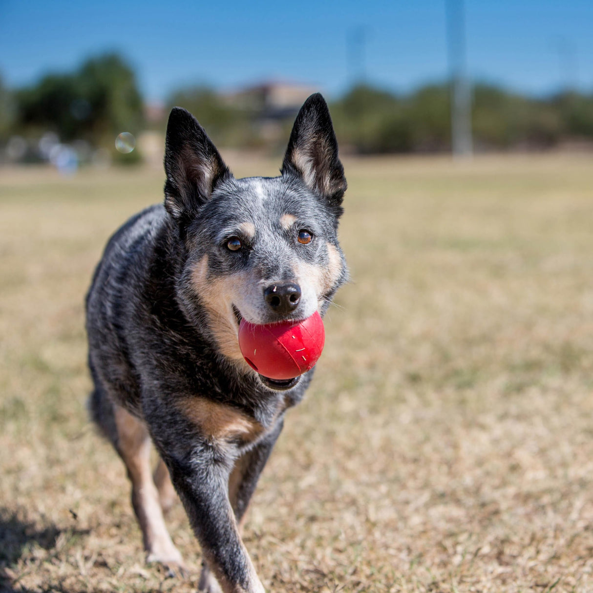 KONG Ball with Hole - Dog Fetch Toy - Durable Dog Ball Toy for Training, Interactive Playtime & More - Natural KONG Classic Rubber Ball for Dogs - Red, For Large/Medium Dogs