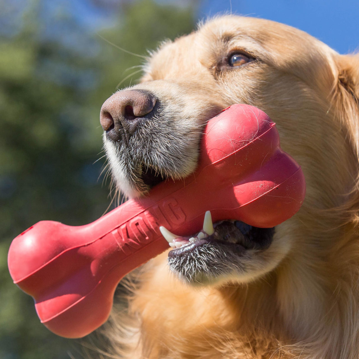 KONG Goodie Bone - Classic Durable Natural Rubber Dog Bone, Supports Mental Engagement - Treat Dispensing - Red - for Medium Dogs