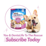 Purina Dentalife Plus Digestive Support Chicken and Pumpkin Flavor Small/Medium Dog Dental Chews - 19 ct. Pouch