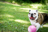 Jolly Pets Bounce-n-Play Dog Toy Ball, 6 Inches, Pink, 6 Inches/Medium (2506 PK)