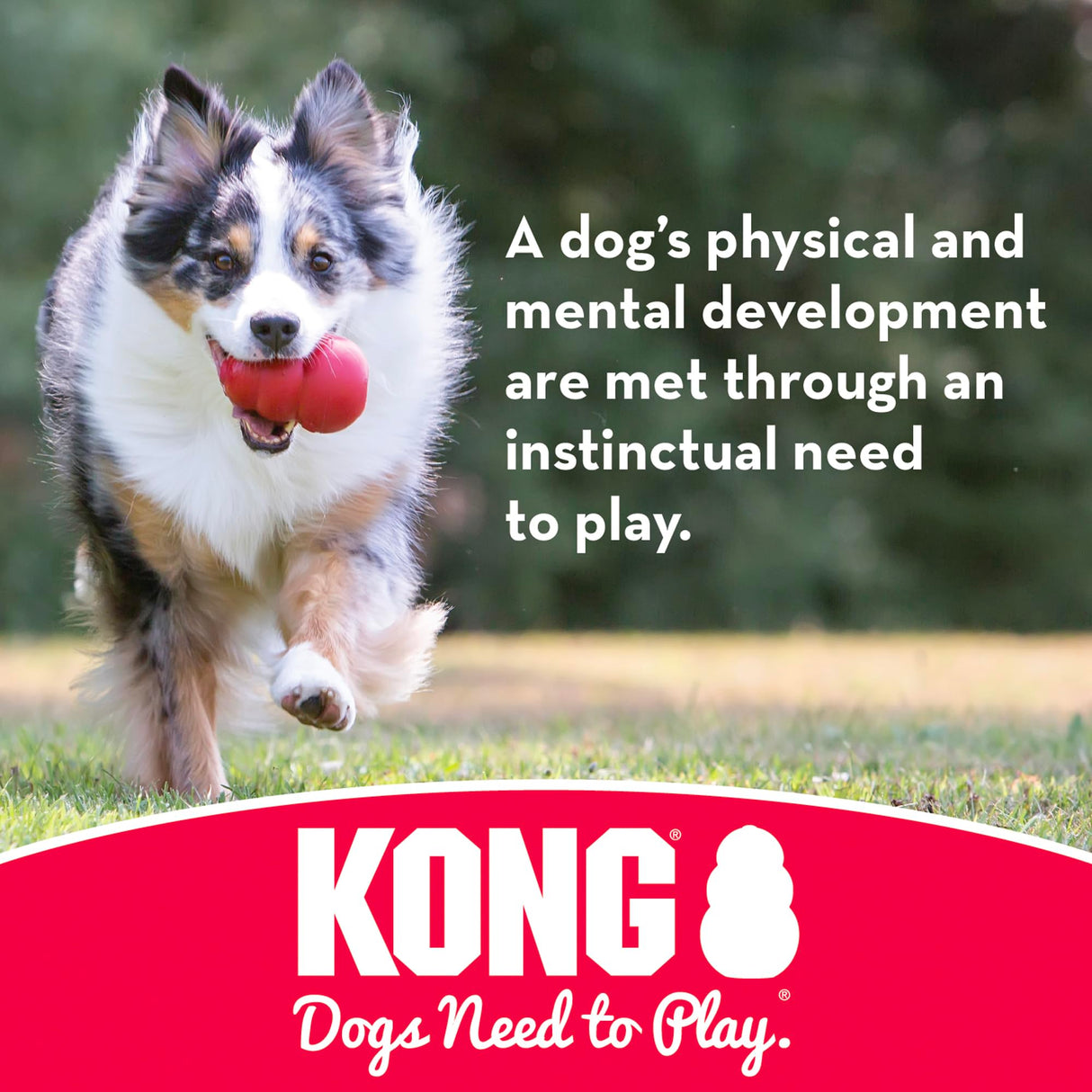 KONG Flyer - Durable Dog Toy for Outdoor Playtime - Natural Rubber Flying Disc, Dog Toy for Fetch - Safer Disc for Healthy Activity - for Medium/Large Dogs