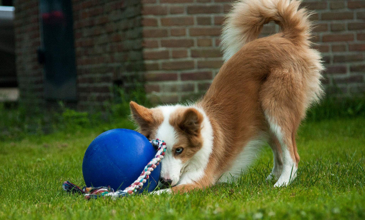 Jolly Pets Romp-n-Roll Rope and Ball Dog Toy, 8 Inches/Large, Orange