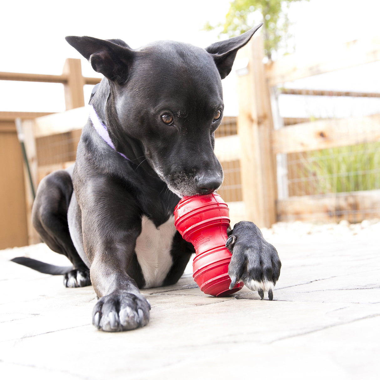 KONG Dental Dog Toy - for Dog Dental Care - Stuffable Chew Toy - Provides Chewing Outlet & Satisfies Instinctual Needs - Cleans Teeth & Gums - Made with Durable Natural Rubber - for Large Dogs