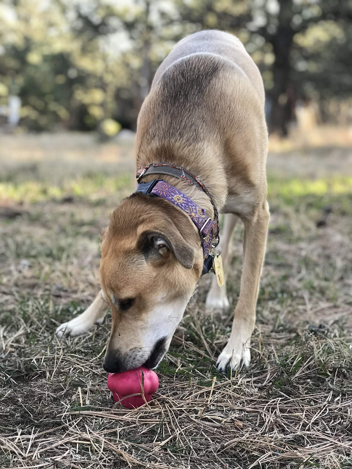 SodaPup Honey Pot – Durable Dog Treat Dispenser & Enrichment Toy Made in USA from Non-Toxic, Pet Safe, Food Safe Natural Rubber Material for Mental Stimulation, Problem Chewing, Calming Nerves, & More