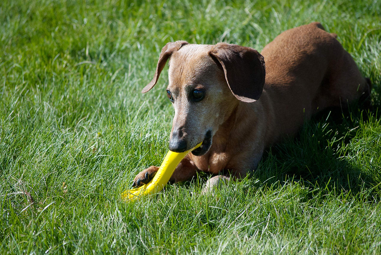 Jolly Pets Jolly Bone, Medium/Blue